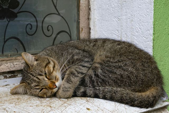 Un chat tigré recroquevillé, endormi sur un rebord, devant une fenêtre, avec un mur blanc et vert en arrière-plan.